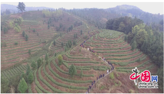 “文明中華生態茶葉基地”落戶安順