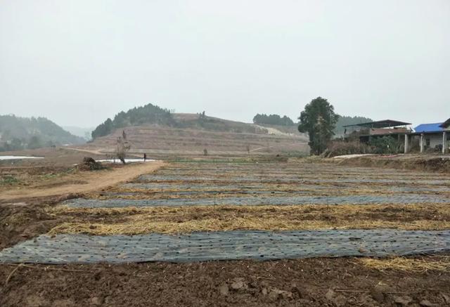 馮店鎮：三條“支部共建”線勾畫鄉村振興藍圖